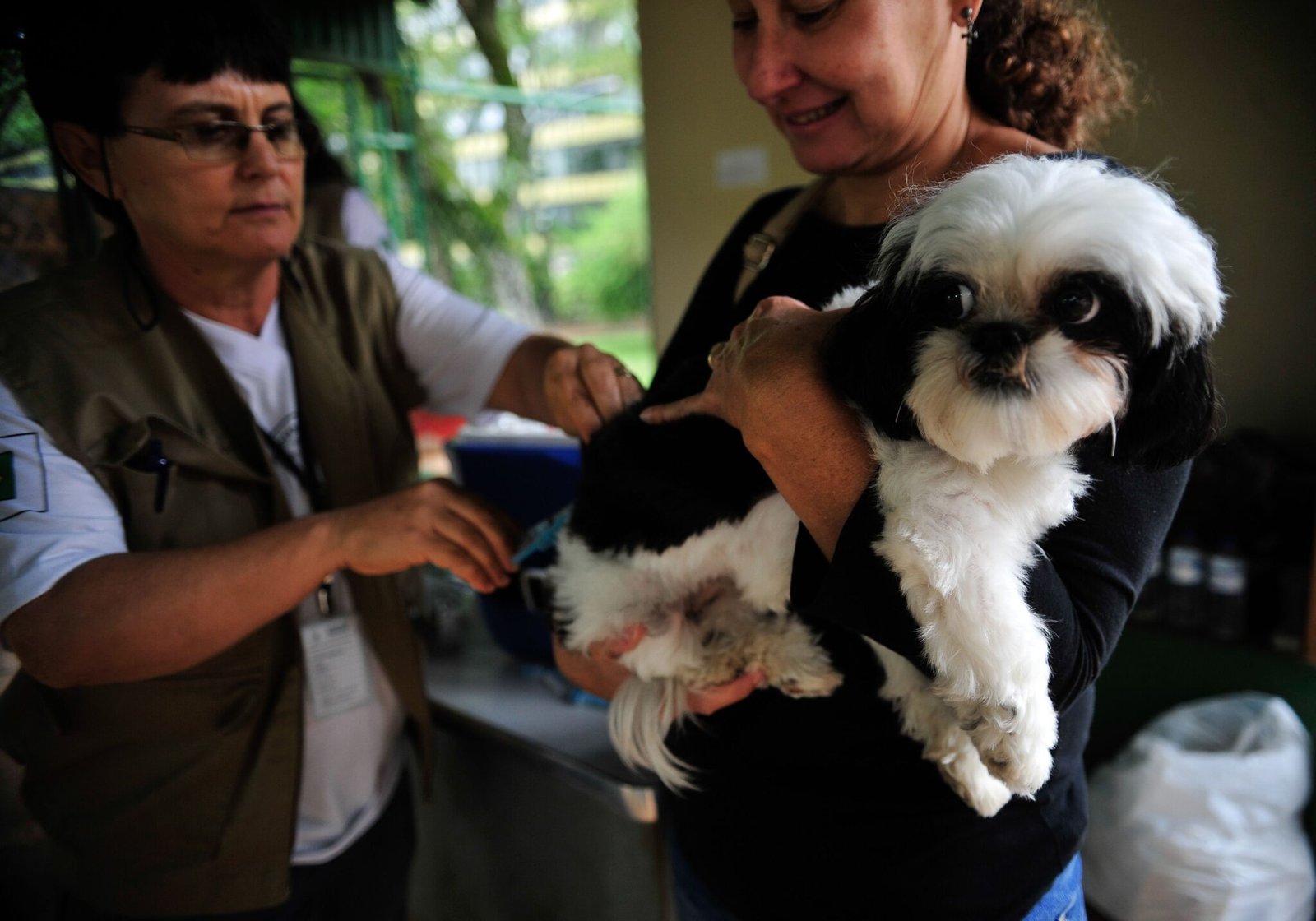Campanha de vacinação antirrábica começa em Alagoas na terça-feira (3)
