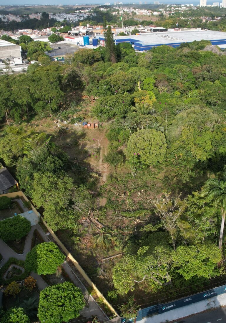 MP apura derrubada de Mata Atlântica para condomínio de quatro torres na Serraria, em Maceió