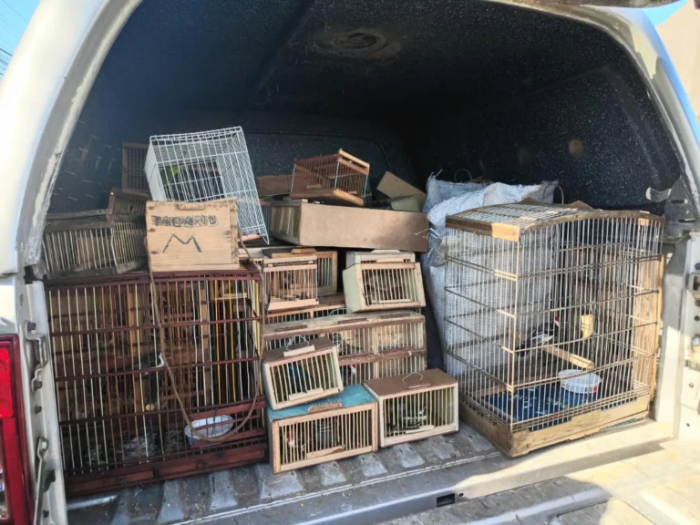 PM apreende 442 animais silvestres em três dias de operação em Alagoas