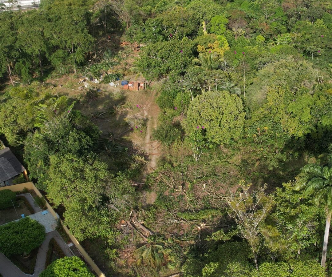 MP apura derrubada de Mata Atlântica para condomínio de quatro torres na Serraria, em Maceió