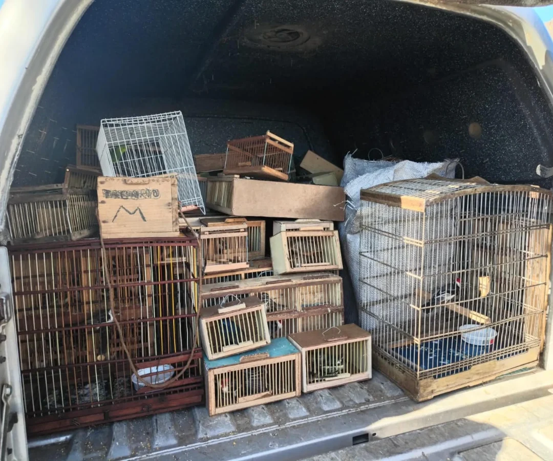 PM apreende 442 animais silvestres em três dias de operação em Alagoas