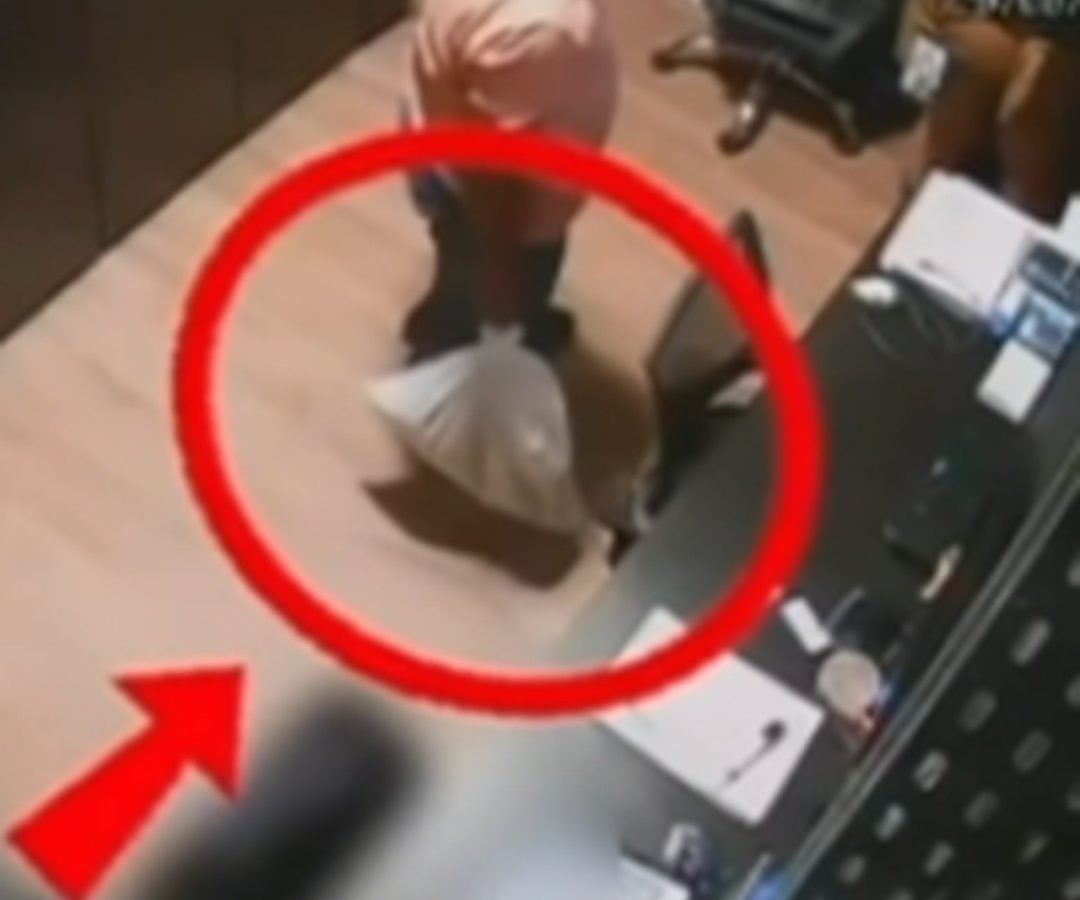 Polícia indicia ex-funcionários de academia por maus-tratos e morte de gata em Maceió